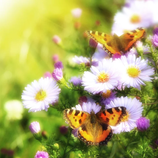 Två fjärilar på blommor — Stockfoto