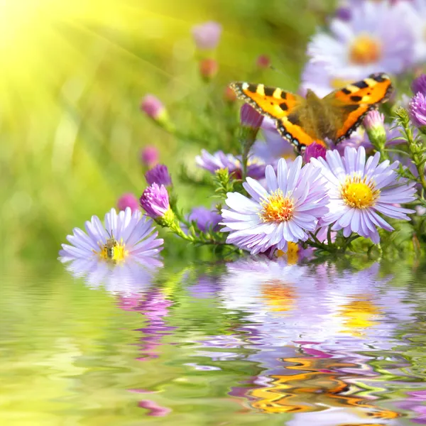 Duas borboletas em flores com reflexão — Fotografia de Stock