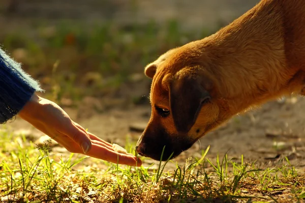Собака і руки — стокове фото