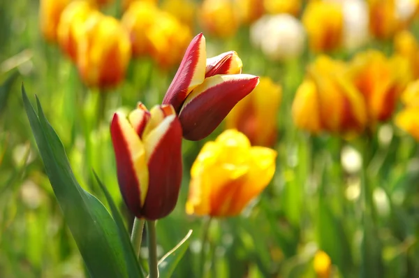 Vermelho bonito com tulipas amarelas no jardim — Fotografia de Stock