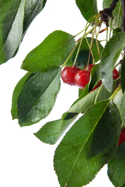 Red cherry with leaves and water drops — Stock Photo, Image