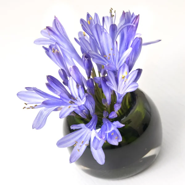 Fleurs printanières bleues — Photo