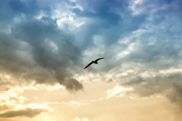 Bird and dramatic clouds — Stock Photo, Image