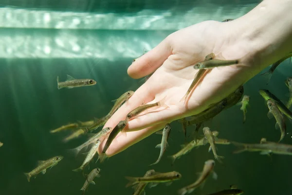 stock image Hand in water with fishes