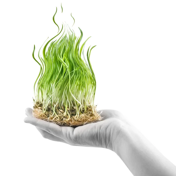 Mano humana sosteniendo hierba verde en forma de fuego — Foto de Stock