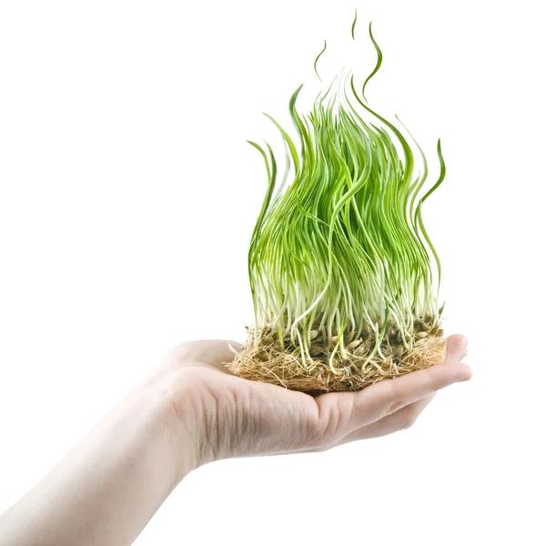 Mão humana segurando grama verde em forma de fogo — Fotografia de Stock