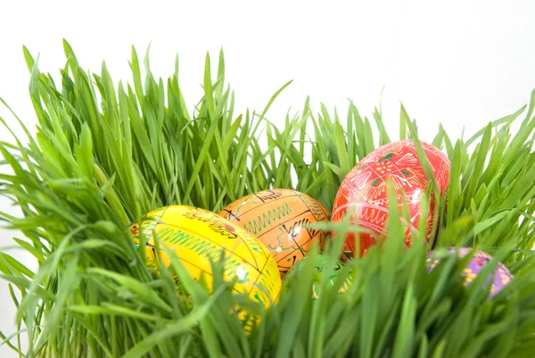 Color easter eggs in nest from green grass — Stock Photo, Image