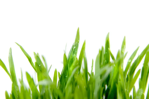 Närbild grönt gräs med rötter — Stockfoto