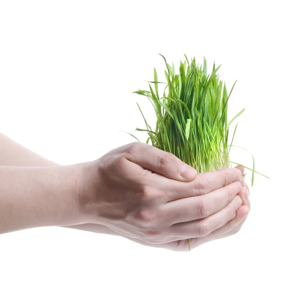 Mão humana segurando grama verde — Fotografia de Stock