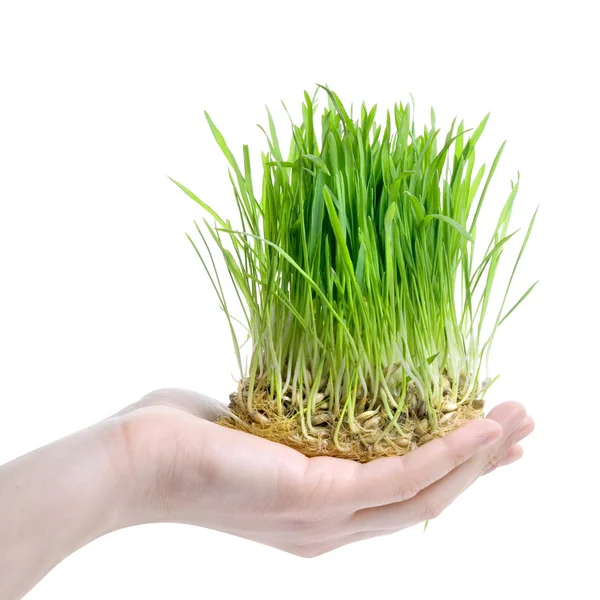 Menselijke hand bedrijf groene gras — Stockfoto