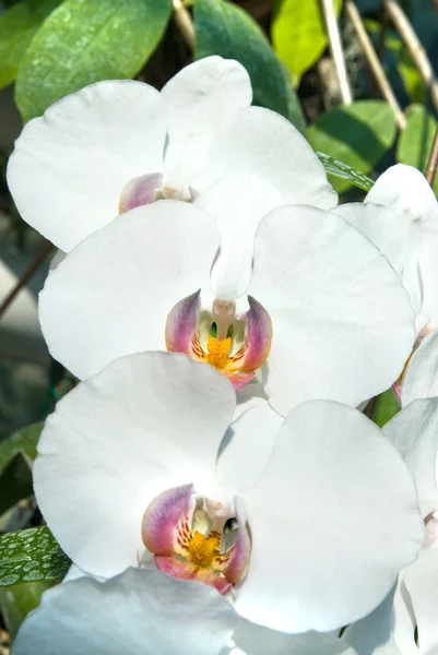 Белые орхидеи — стоковое фото