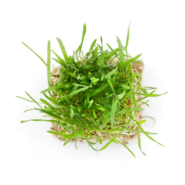 Närbild grönt gräs med rötter — Stockfoto