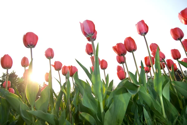 Rode tulpen tegen zonsondergang — Stockfoto