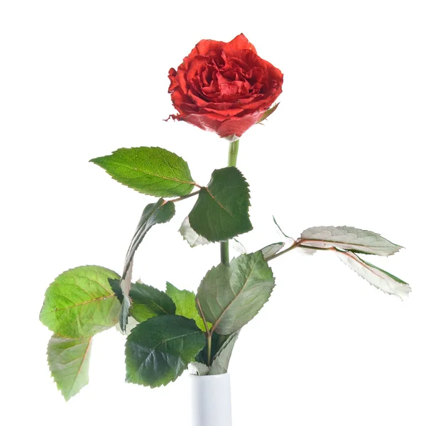 Rosa roja aislada sobre blanco — Foto de Stock