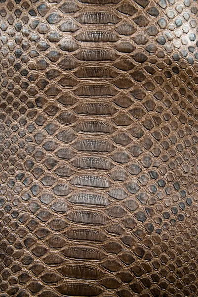 Hnědé krokodýlí textura — Stock fotografie
