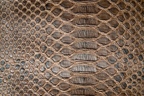 Textura de crocodilo marrom — Fotografia de Stock
