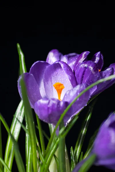 クロッカスの花束 — ストック写真