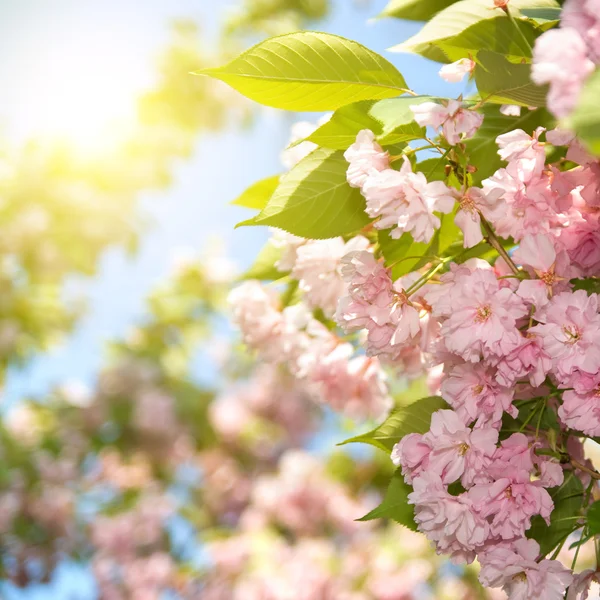 Tavaszi virág lila Sakura kék ég ellen — Stock Fotó