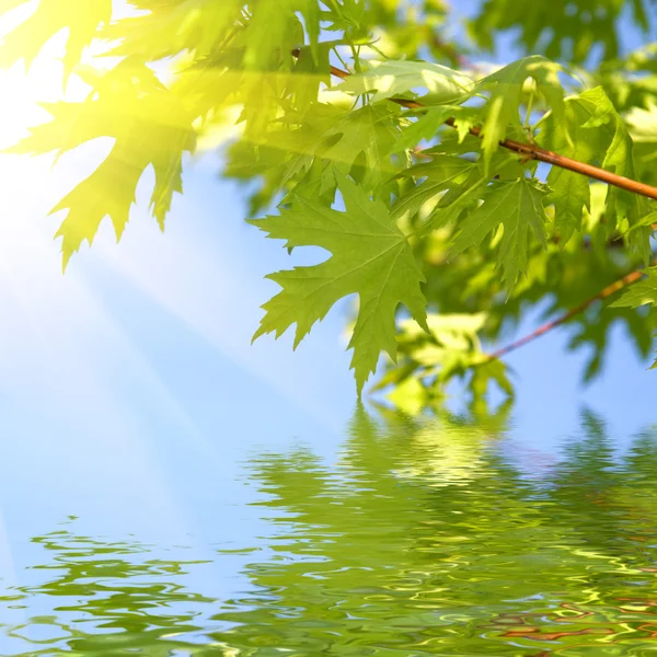 Зелене весняне листя на тлі блакитного неба — стокове фото