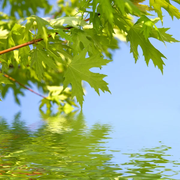 Jarní zelené listy proti modré obloze — Stock fotografie