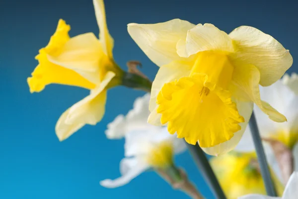 Narciso giallo e bianco — Foto Stock