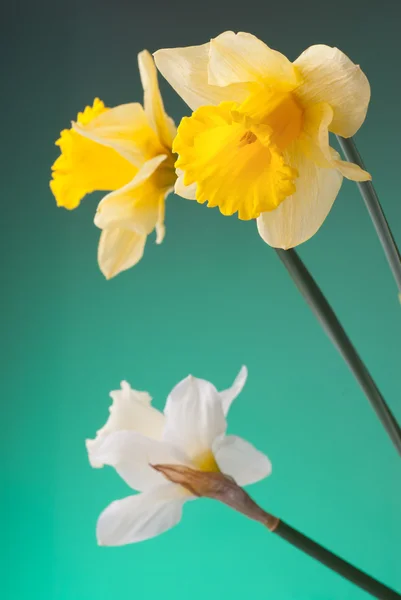 Yellow and white narcissus — Stock Photo, Image