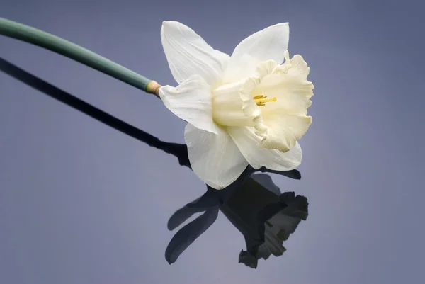 Narcisse blanche — Photo
