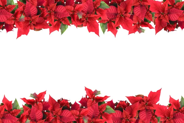 Kerstmis frame van Poinsettia — Stockfoto
