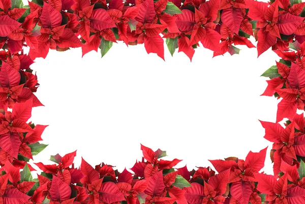 Рождественская рамка от poinsettias — стоковое фото