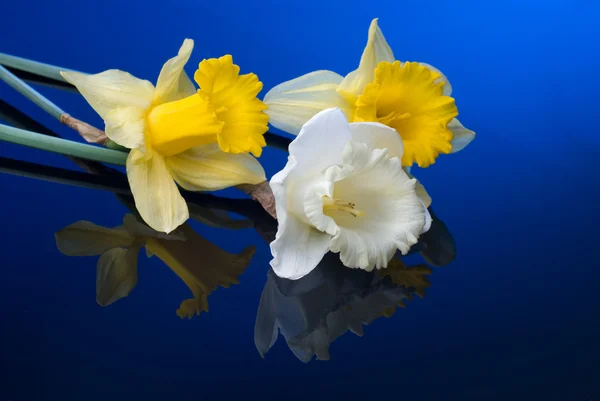 Weiße und gelbe Narzisse auf blauem Hintergrund — Stockfoto