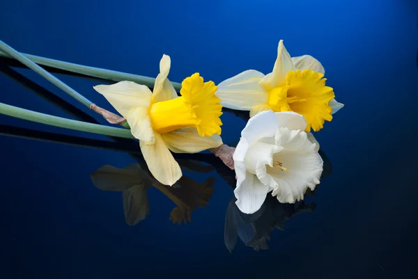 White and yellow narcissus on blue background — Stock Photo, Image
