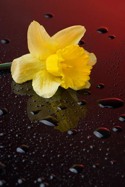 Gele narcis op rode achtergrond met water drops — Stockfoto