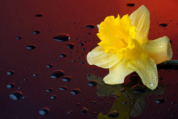 Yellow narcissus on red background with water drops — Stock Photo, Image