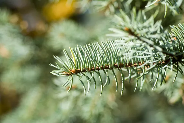 緑のクリスマス ツリーの分岐 — ストック写真