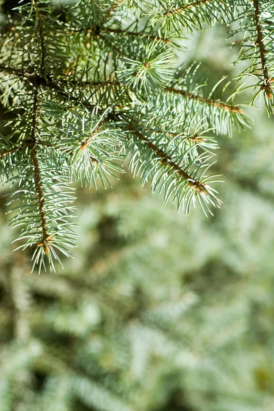 Zweig des grünen Weihnachtsbaums — Stockfoto