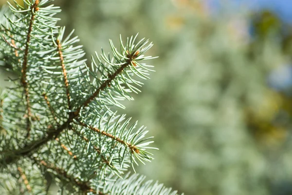 绿色圣诞树的分支 — 图库照片