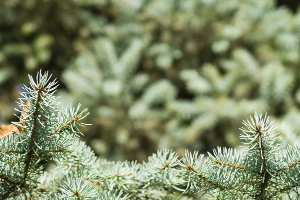 Yeşil Noel ağacının dalını — Stok fotoğraf