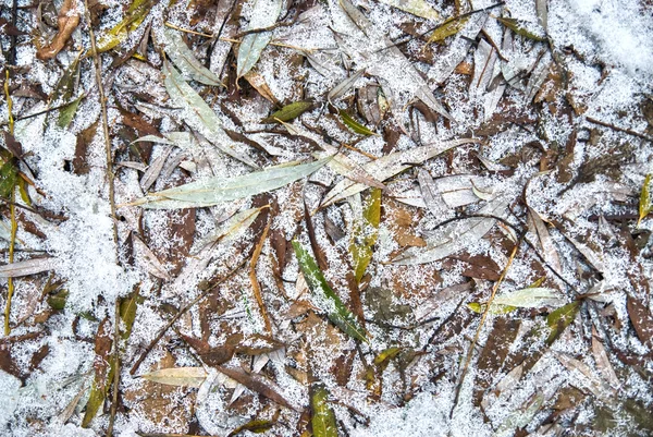 Leaves with frost — Stock Photo, Image