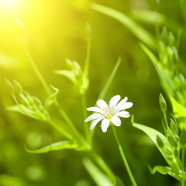 Camomila branca na grama verde — Fotografia de Stock