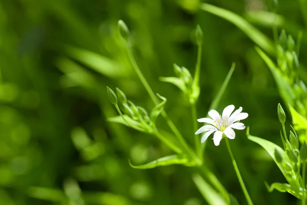 Белая ромашка в зеленой траве — стоковое фото