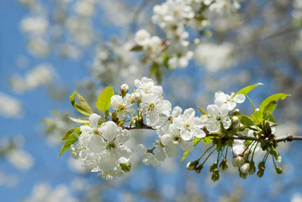 Jarní květy jabloní proti modré obloze — Stock fotografie