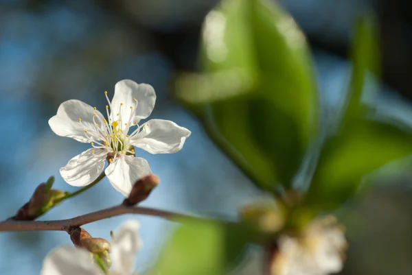 Flor de primavera de árvore de maçã contra o céu azul — Fotografia de Stock