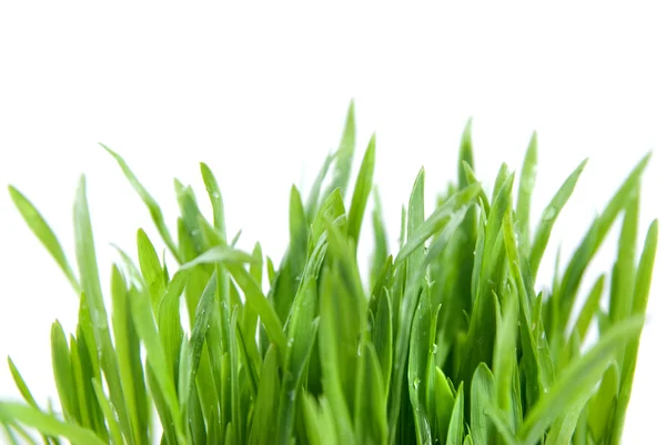 Närbild grönt gräs med rötter Stockbild