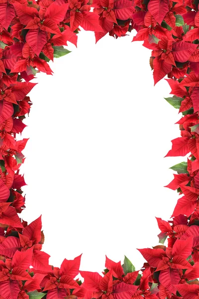 Christmas frame from poinsettias — Stock Photo, Image
