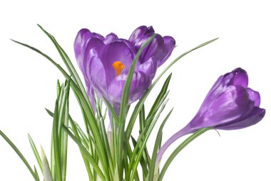 Crocus bouquet clipart