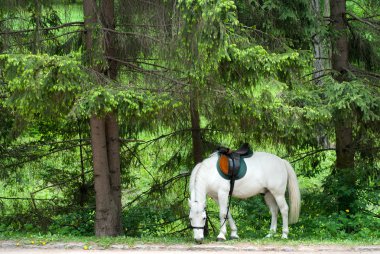 Horse in the forest clipart