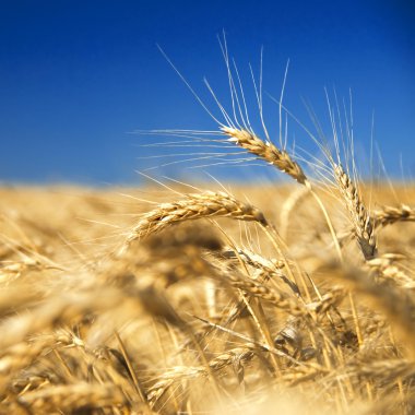 Golden wheat against blue sky clipart