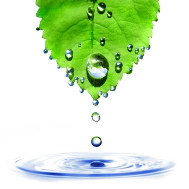 su damlaları ve sıçrama ile yaprak yeşil