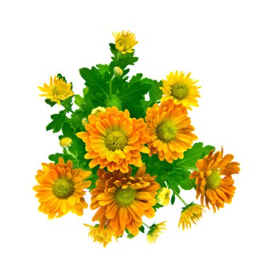 Yellow chrysanthemum bouquet clipart