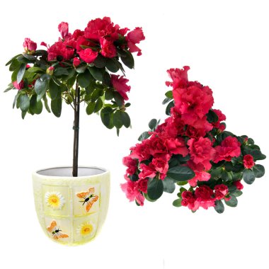 Red azalea bouquet clipart